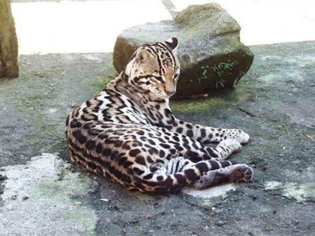 صور النمور والفهود البرية رووعة Feline25