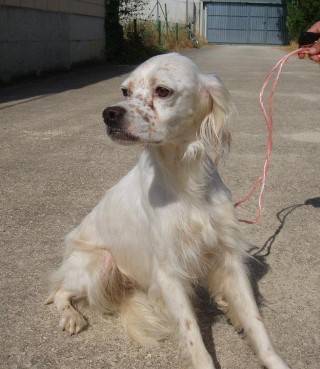 ADOPTADA: Hembra, Setter, 4 años (Nikita) Nikitag