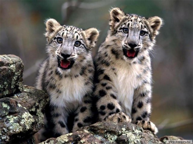 صور النمور والفهود البرية رووعة Feline22