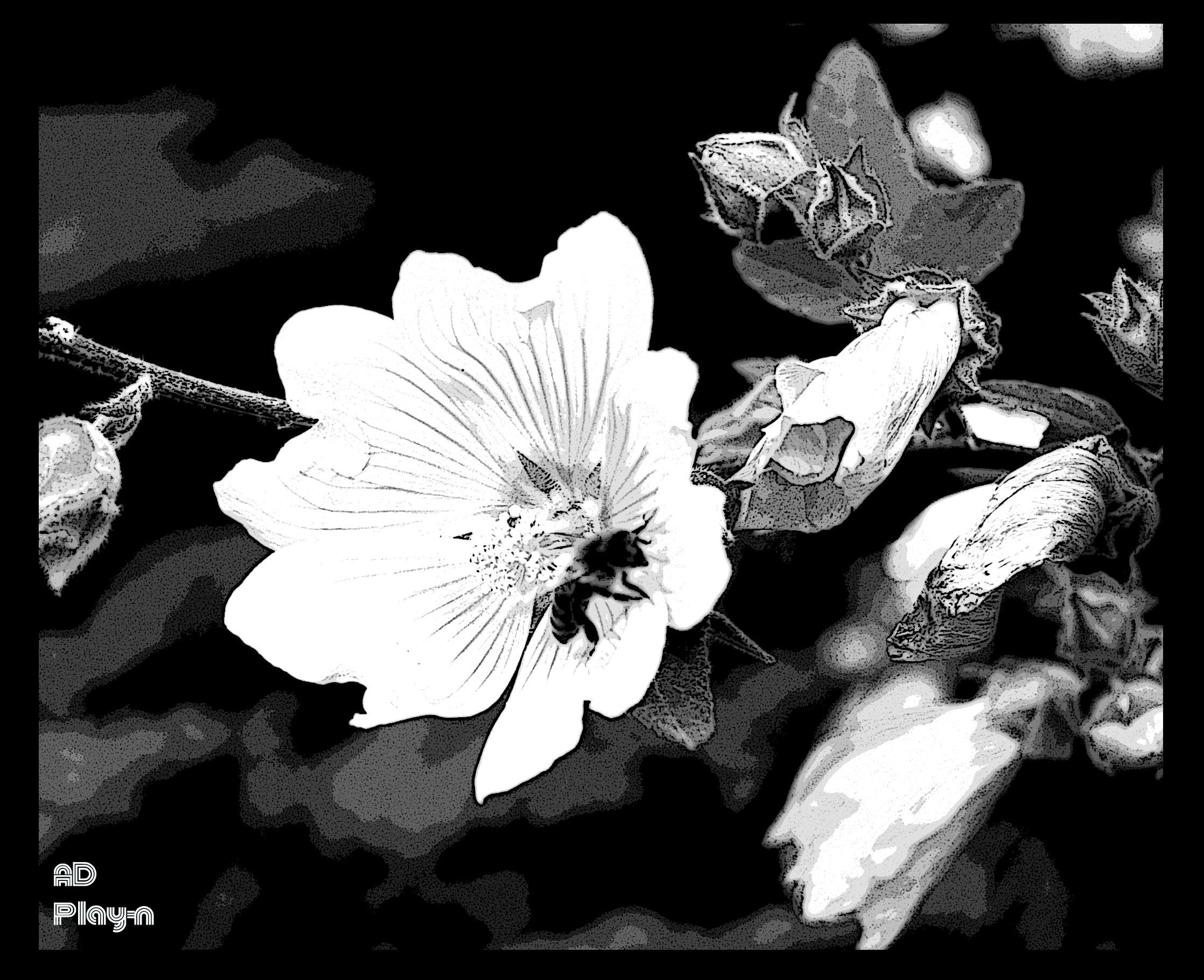 abeille noir et blanc Abeillesigne