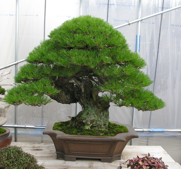 Centro bonsai tenerife en JAPÓN - Página 40 14724242