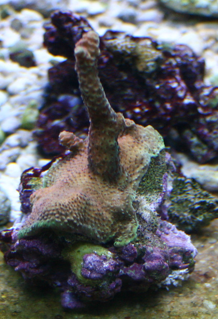 boutures de coraux Img3925a