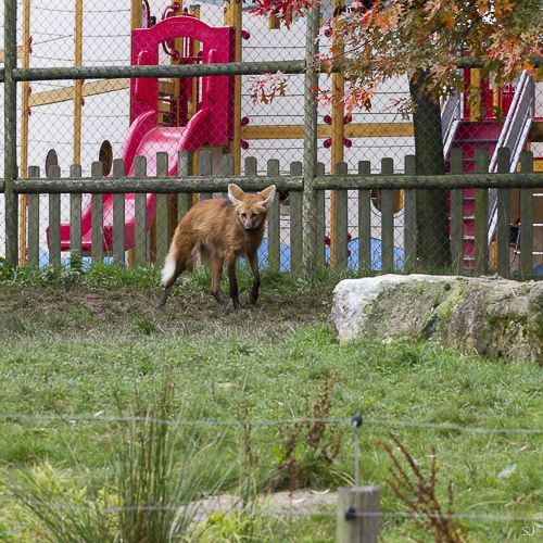 Sortie au Monde Sauvage - 20 octobre 2013 - les photos Qknn