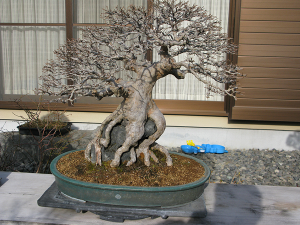 Centro bonsai tenerife en JAPÓN - Página 38 61609959
