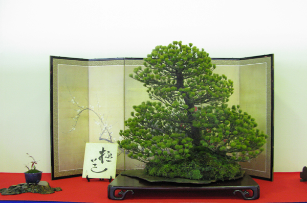 Centro bonsai tenerife en JAPÓN - Página 30 82249060