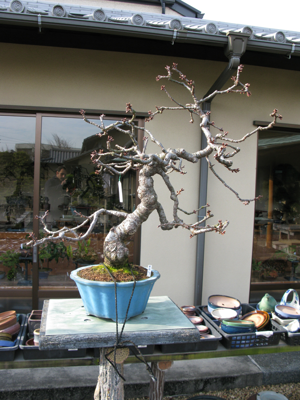 Centro bonsai tenerife en JAPÓN - Página 38 10978144