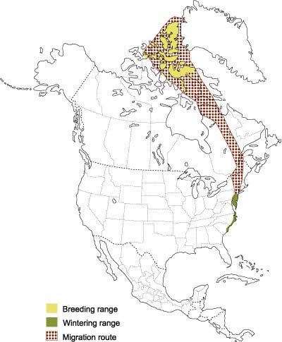 Angleterre : Nouvelles observations d’un OVNI triangulaire  - Page 4 Snowgeesemigration