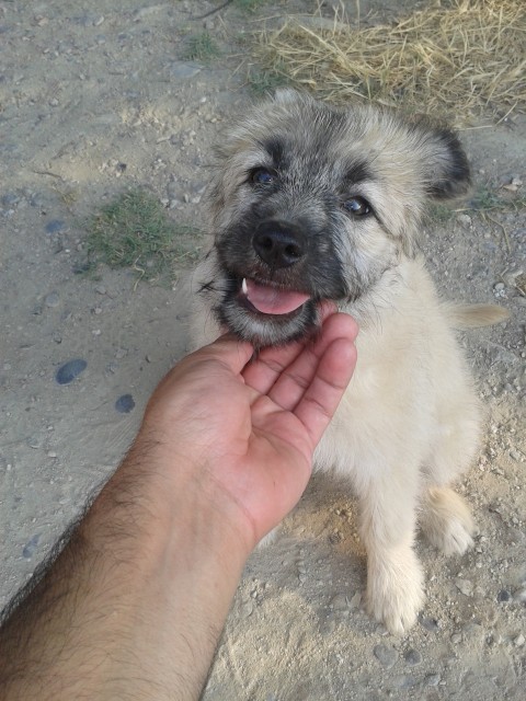 Hembra, cruce de Pastor Vasco, 2 meses (Zarpas) Zarpas1