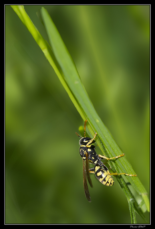 Sortie Anniversaire Macro Sud 2013 - Page 24 Jp35176pm