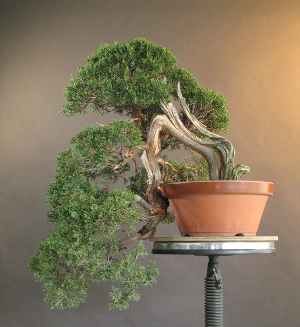 Centro bonsai tenerife en JAPÓN 2009-2010, IIª Parte - Página 12 72497422