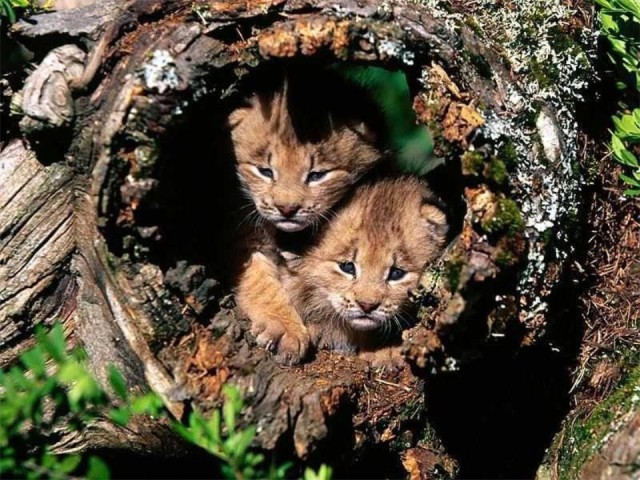 صور النمور والفهود البرية رووعة Feline28