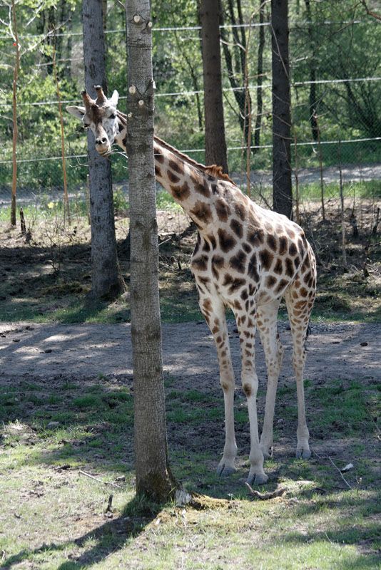 Rhinocéros et girafe Img0487mz9