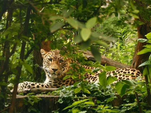 صور النمور والفهود البرية رووعة Feline15
