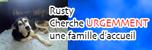 SOS URGENT délai eutha 10 mai - Rusty, Husky de 12 ans (dep 13)   Rustyb