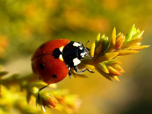 ...Ladybug... Cnzkanlwnt