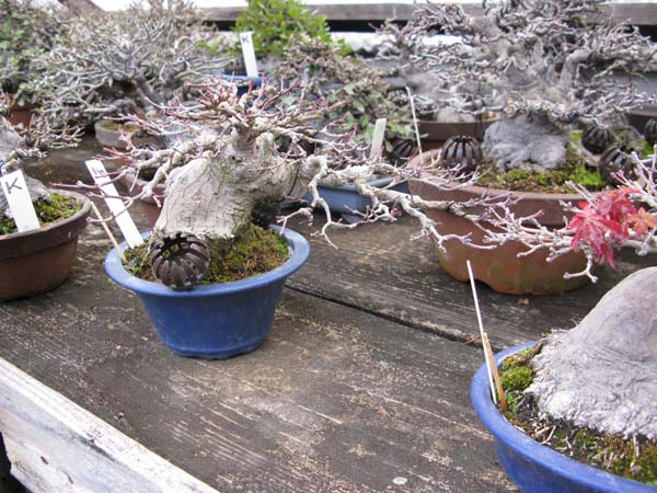 Centro bonsai tenerife en JAPÓN 2009-2010, IIª Parte - Página 38 16628899