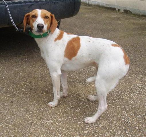 Hembra, mestiza / tamaño mediano, 5 años (Mirinda) Mirindaa