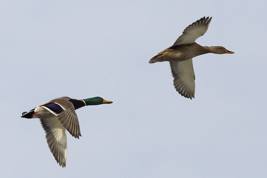 Couple de colverts en vol    ( Maj+1 ) 1861900