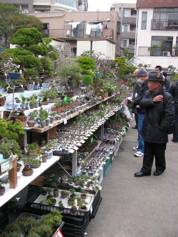 Centro bonsai tenerife en JAPÓN 2009-2010, IIª Parte - Página 20 114h