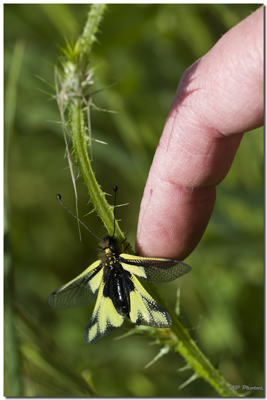 Sortie Anniversaire Macro Sud 2013 - Page 27 Jhg7