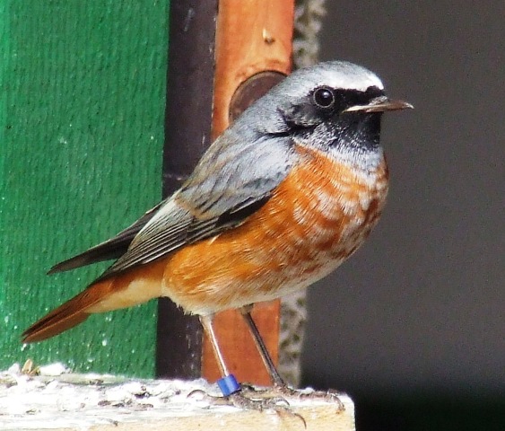 Domaca Crvenorepka (Phoenicurus ochruros) Picture074p