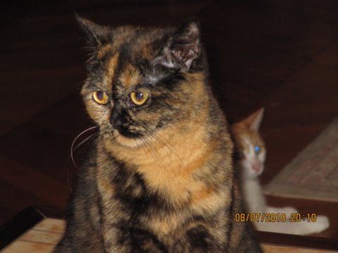 ETINCELLE - British Shorthair écaille de tortue (mai 2009) Etincelleb2