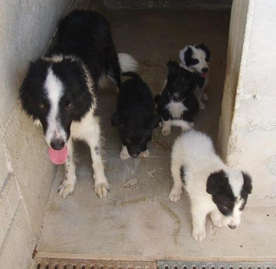 Hembra y sus cachorros, Border Collie, 4 años (Alaska) Alaskas