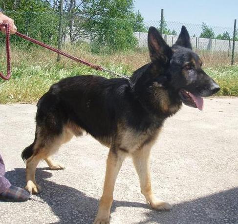 Macho, Pastor Alemán, 4 años (Yako) Yakoq