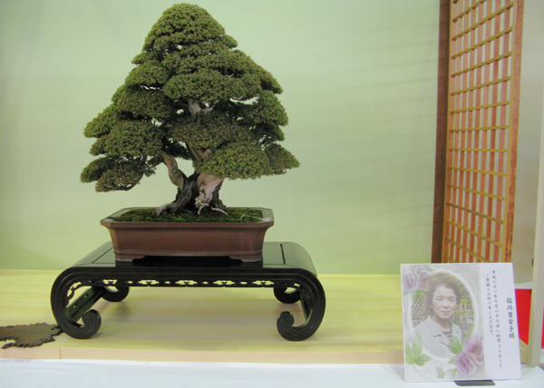 Centro bonsai tenerife en JAPÓN - Página 30 81221217