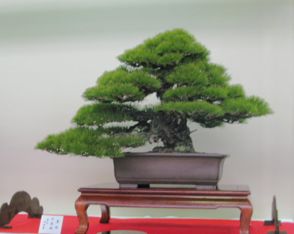 Centro bonsai tenerife en JAPÓN - Página 31 61701583