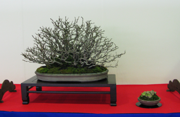 Centro bonsai tenerife en JAPÓN - Página 30 36283193