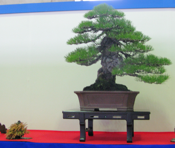 Centro bonsai tenerife en JAPÓN - Página 30 33457044