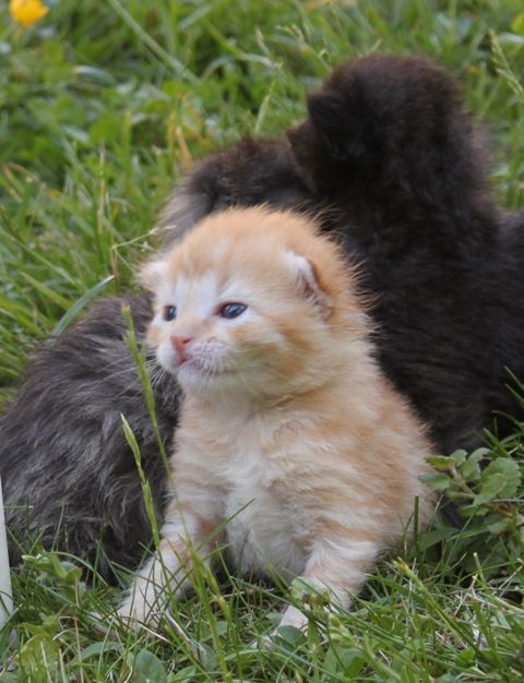 Chatons sauvés photos p12 janv 2011 - Page 2 Roukinou210