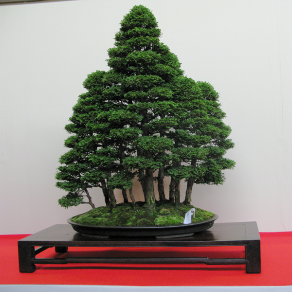 Centro bonsai tenerife en JAPÓN - Página 30 31516014