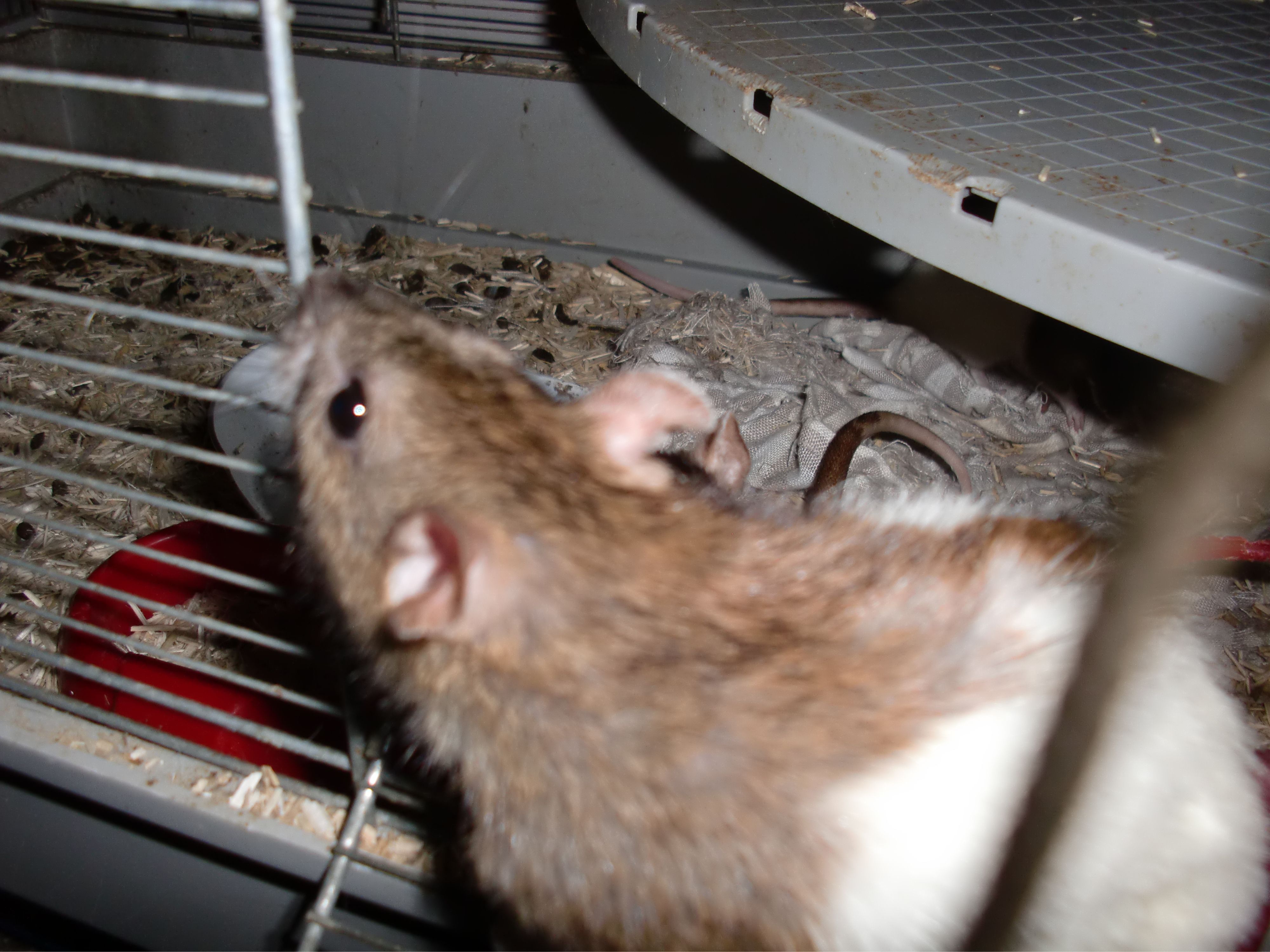 13 rats dans une situation précaire Cimg1053