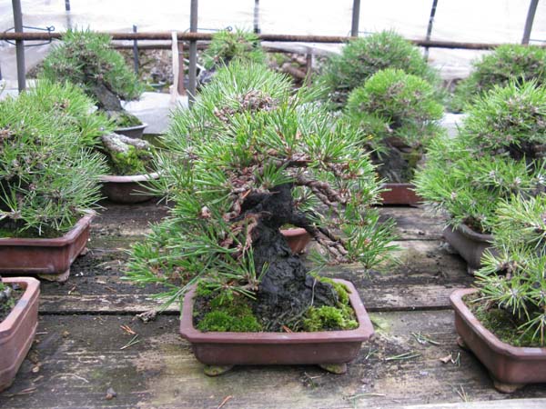 Centro bonsai tenerife en JAPÓN 2009-2010, IIª Parte - Página 38 25165958