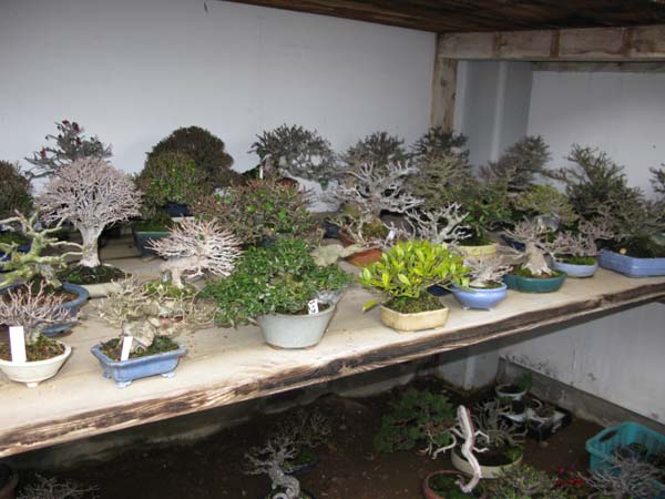 Centro bonsai tenerife en JAPÓN 2009-2010, IIª Parte - Página 38 37508985