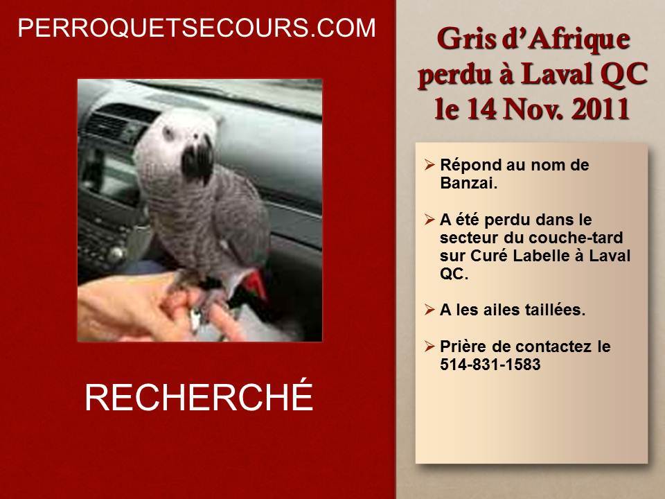 (14 Nov. 2011) perdu gris d'afrique à Laval *RETROUVÉ* Affichegrisperdulavalqc