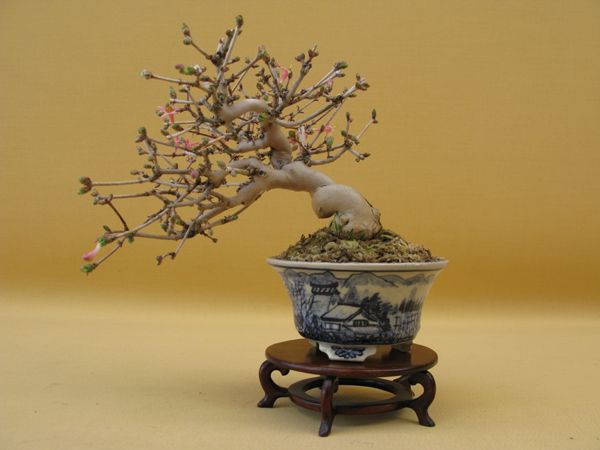 Centro bonsai tenerife en JAPÓN - Página 36 73751782