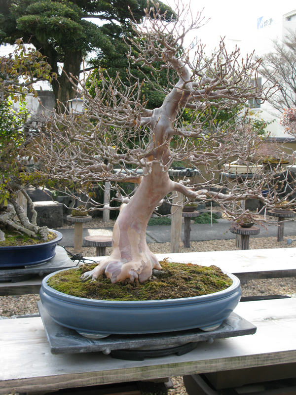 Centro bonsai tenerife en JAPÓN - Página 38 64685787