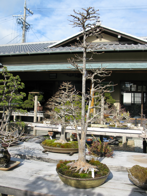 Centro bonsai tenerife en JAPÓN - Página 38 78067035