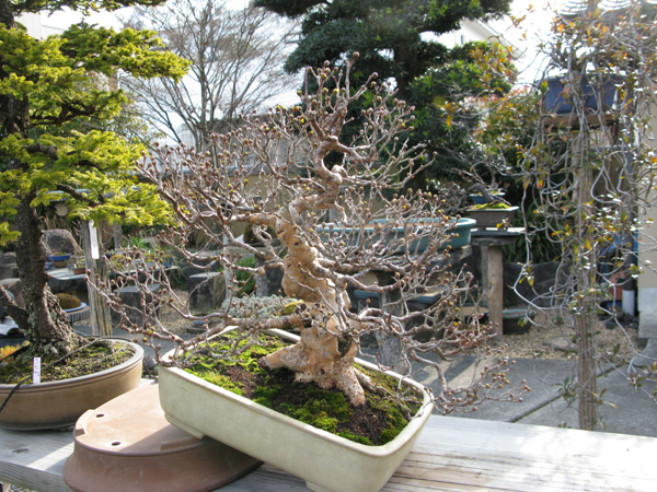 Centro bonsai tenerife en JAPÓN - Página 38 36476442