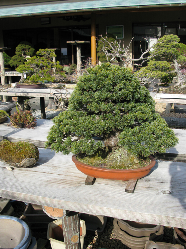 Centro bonsai tenerife en JAPÓN - Página 38 56099509