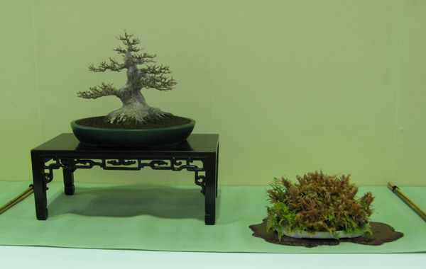 Centro bonsai tenerife en JAPÓN - Página 24 103rl