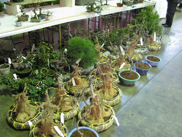 Centro bonsai tenerife en JAPÓN - Página 32 96449071