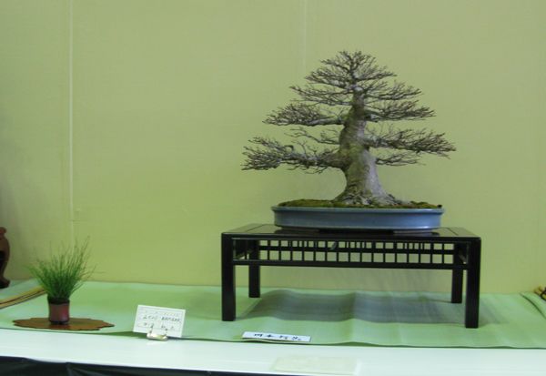 Centro bonsai tenerife en JAPÓN - Página 24 113sj