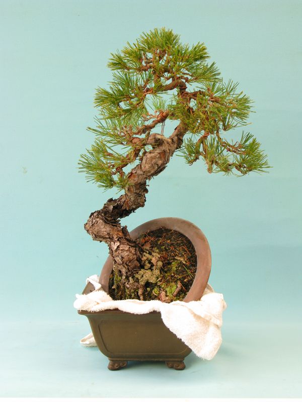 Centro bonsai tenerife en JAPÓN - Página 36 50023197