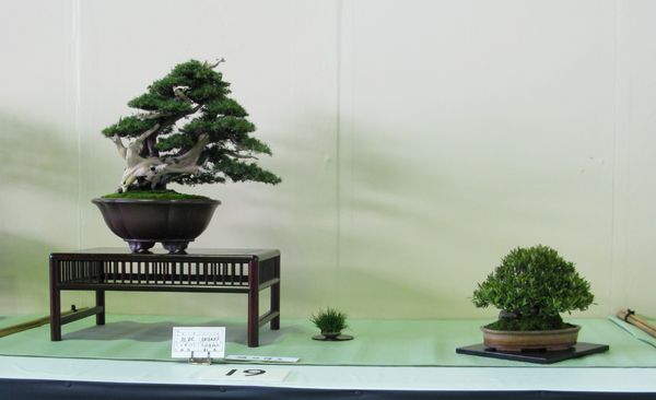 Centro bonsai tenerife en JAPÓN - Página 24 117m