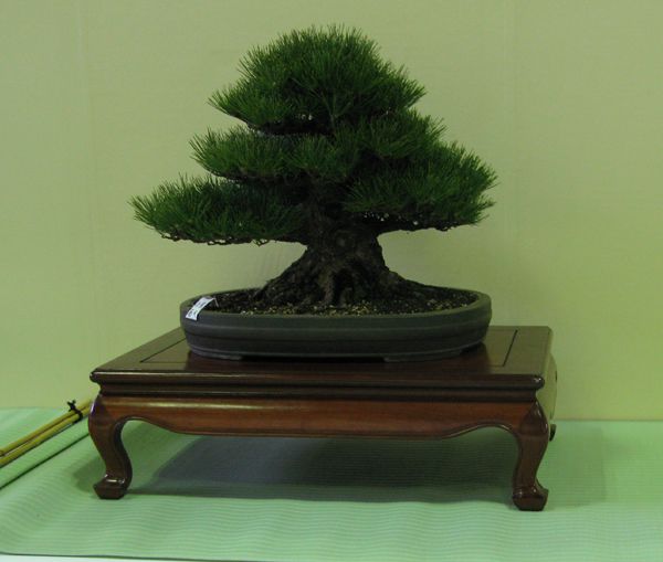 Centro bonsai tenerife en JAPÓN - Página 24 105x