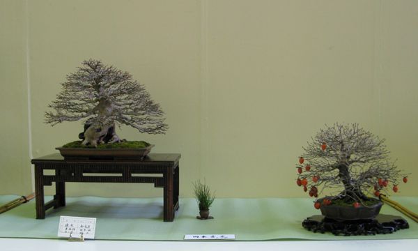 Centro bonsai tenerife en JAPÓN - Página 24 110ec